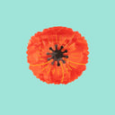 PINZA AMAPOLA | https://www