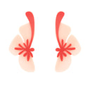 PAPIROGA N41 | https://www