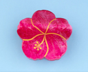 PINZA HIBISCO / COUCOU SUZETTE