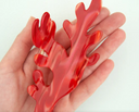 PINZA CORAL / COUCOU SUZETTE