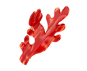 PINZA CORAL / COUCOU SUZETTE
